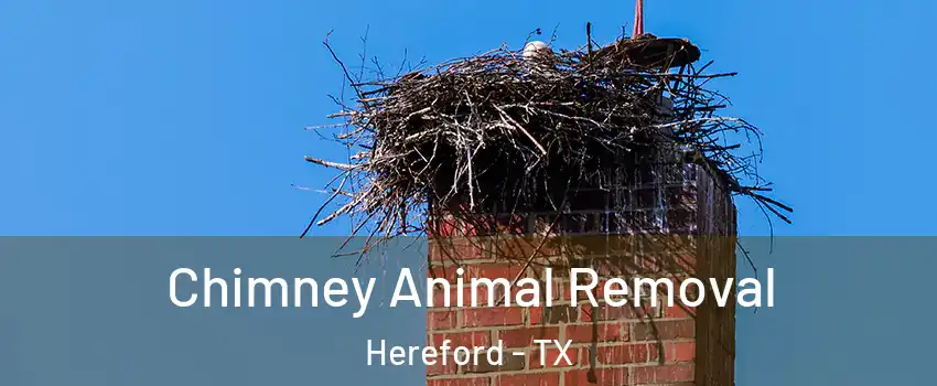  Chimney Animal Removal Hereford - TX