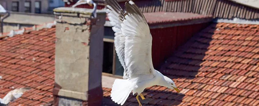 Residential Chimney Animal Removal Solution in Hereford, TX