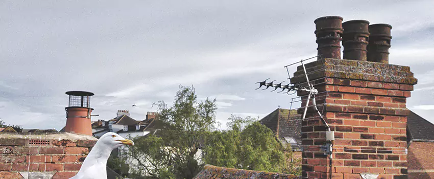 Chimney Cleaning And Restoration in Hereford, Texas